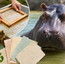 河馬便便真的能變成紙！新竹市立動物園獲環教認證　「黃金造紙術」成亮點