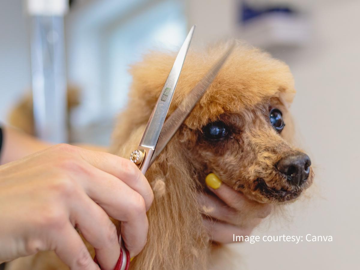 新莊寵物美容累積八年實務經驗 從愛犬命名到一對一照護 打造毛孩安心第二個家